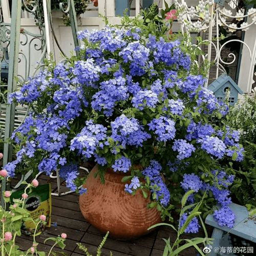 ins风拍照：蓝雪花+银叶菊