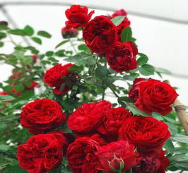 邢台月季花开，美得不像话