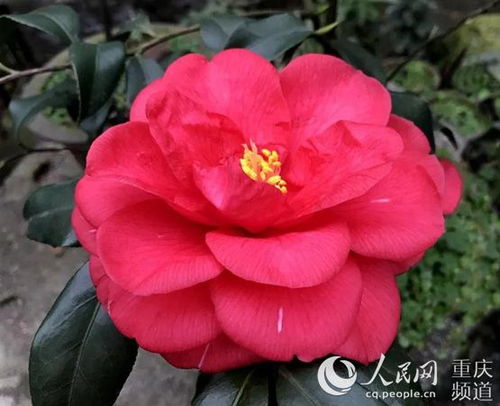 茶花之艳丽，究竟哪种蕞迷人？