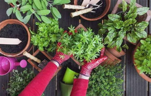 土壤保水性好，哪些花既美观又耐旱？