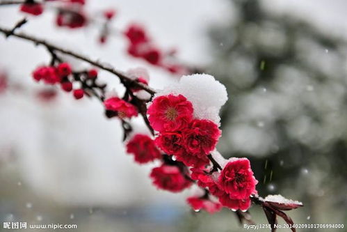 “春节的象征花梅花在雪中绽放，这种雪中梅花的美丽景象有什么寓意吗