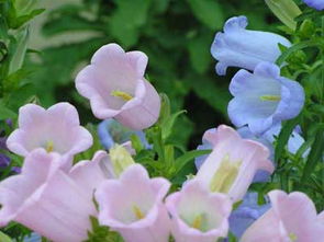 风铃草种植全攻略