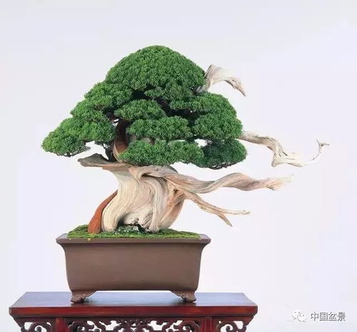盆景枯萎，如何妙手回春