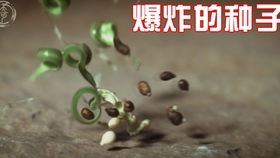 蒲公英和豌豆的种子是通过什么方式在自然界中传播的