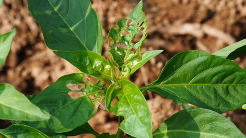 花生三遍药的使用