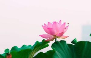 荷花， 那在水中的美丽舞者