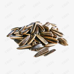 油茶籽老品种播种出芽率低？三招助你提升至85%！