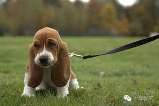 美吉寿的养护心得：从烂根到爆盆的蜕变