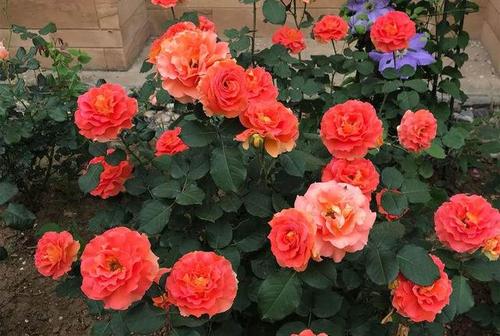 月季花选购入门：如何一眼堪穿美丽程度？