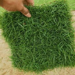 马尼拉草：春夏之交的绿意盎然