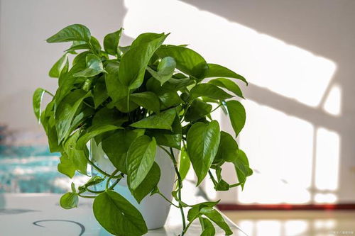 哪些植物可以帮助吸收甲醛？