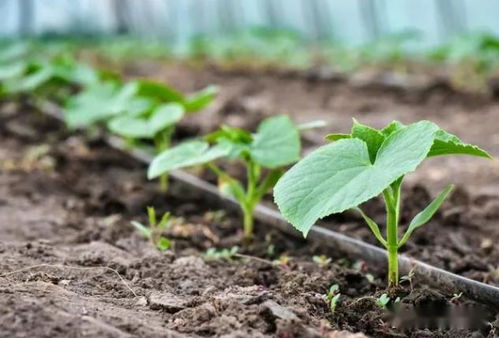 移栽过程中的注意事项