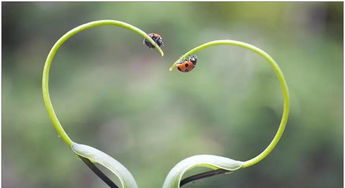 唐菖蒲种植技巧， 让你的花儿开得艳丽