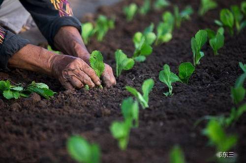 农村萝卜种植，药剂和肥料大揭秘！