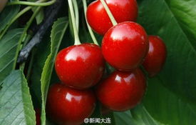 大连樱桃成熟时间？今年比去年早吗