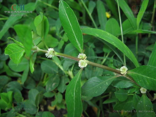 莲子草：多功能植物