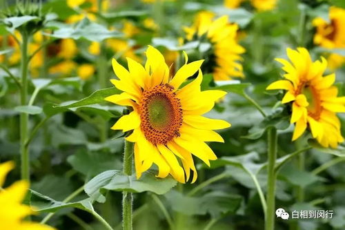 8月份都有哪些花盛开？请盘点一下八种在8月绽放的花朵