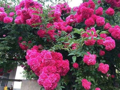 贵州大妈院子里养的4种精品月季，者阝是什么品种呢？