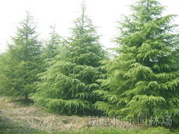 陕西，雪松的乐土