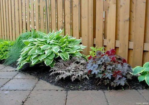 冬季庭院光秃秃？别急，紫色花来帮忙！