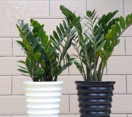 品种多， 选择多