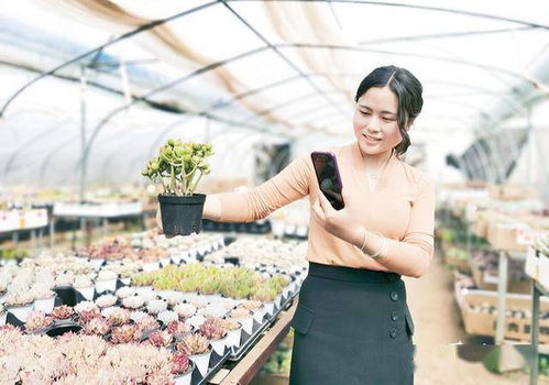 花木之乡， 电商崛起