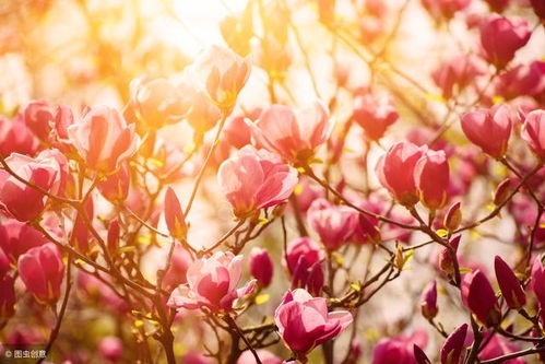 庭院种植玉兰的禁忌与注意事项