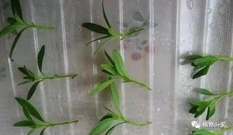 二、百万小铃扦插育苗的方法