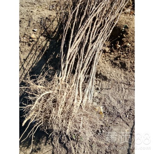 花椒树苗也Neng用除草剂哦