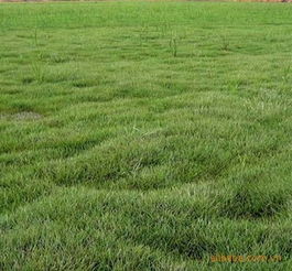 播种时间要选对