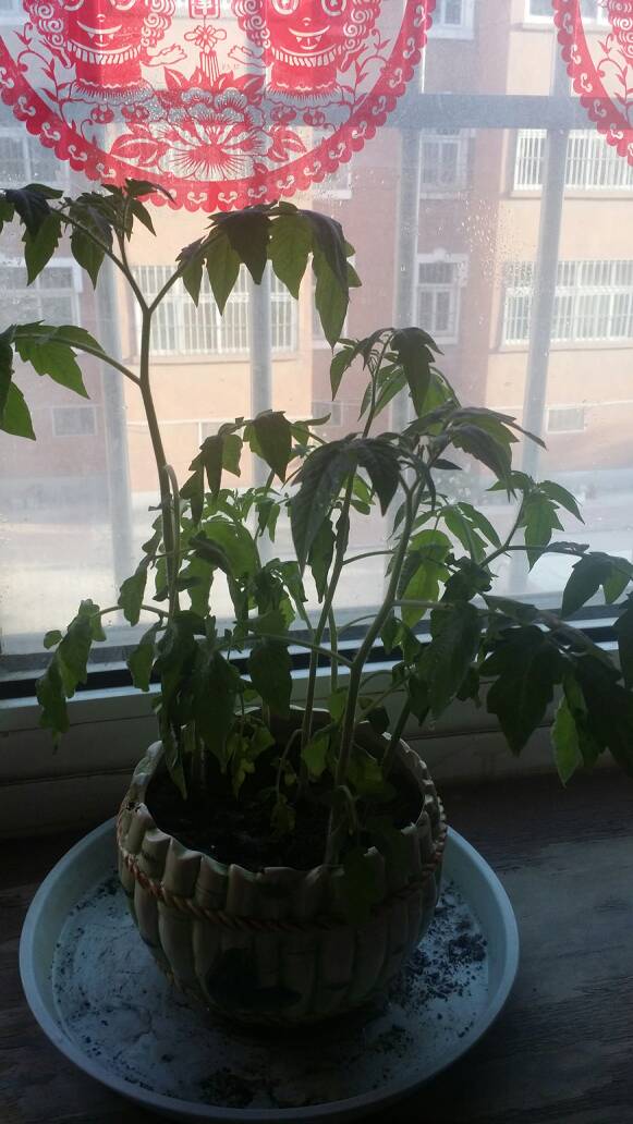 北方水质偏碱， 土壤里的盐分也要注意