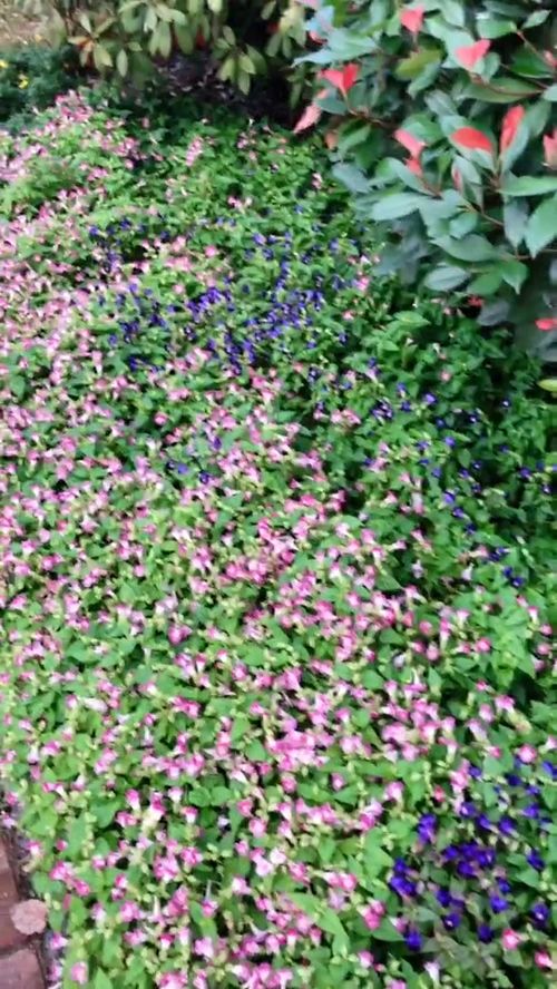 探索日常之美：发现平淡生活中的花卉魅力