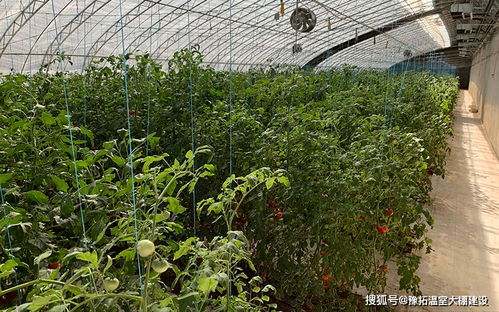 大棚西红柿在什么月份种植最合适？