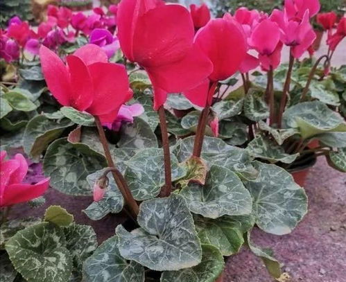 一、冬梅草的特点与习性