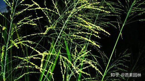 识恶性杂草，护农田生态