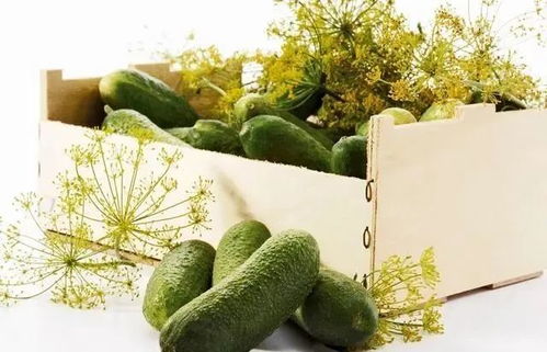 初夏的气息， 菜园的期待