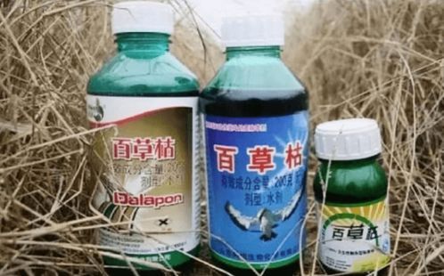 百草枯晴天使用Zui佳时机揭秘