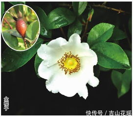 野蔷薇——自然的韵味