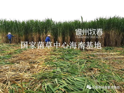 北方春早绿，甘肃农场越冬率100%