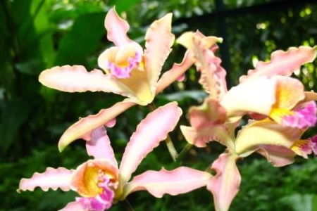 一帆风顺：花卉象征吉祥与顺遂，揭秘花语背后的深层含义