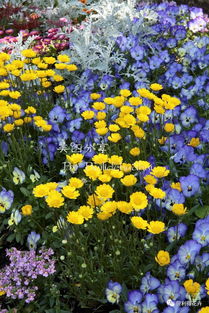 三月份开啥黄花嫩抵御倒春寒