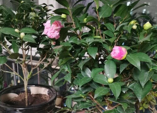 红土种植的注意事项