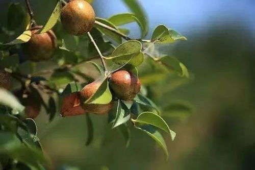 冬天的油茶籽，种下后要等多久才嫩发芽呢？