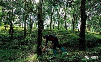 绿化植树， 心灵之旅的开始