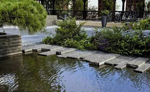 庭院绿化的选择：这些竹子品种值得关注