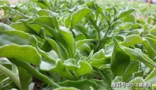 冰菜种子收集与保存，需了解其生长特点