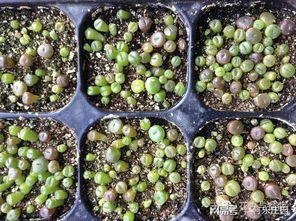 播种小技巧，你get了吗？