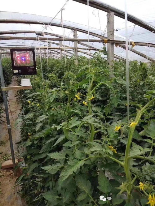 大棚西红柿种植时如何科学管理水分和光照以保证产量和品质
