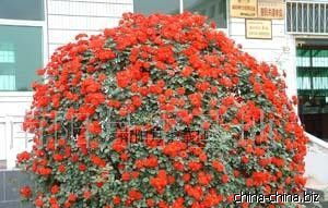 藤本月季价格为何天差地别？揭秘原因