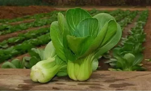 油菜种植， 春天的秘密花园